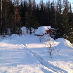 Snow covered land and trees on field