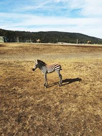 Zebra crossing in a field