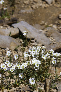 Close-up of white flowers on field