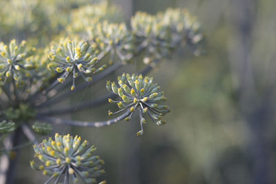 Close-up of purple flowering plant