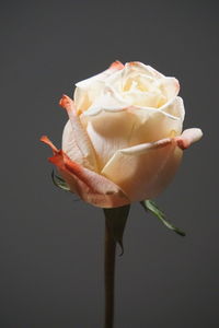 Close-up of rose against black background