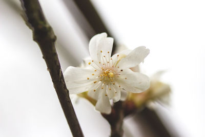 Close-up of white flowers on branch