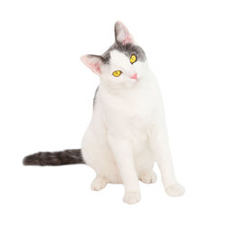 Portrait of a cat against white background