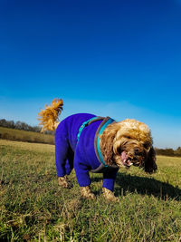 View of a dog on field against blue sky