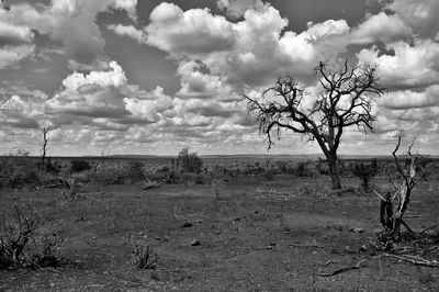 Trees on landscape against sky