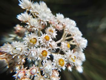 Close-up of white cherry blossom