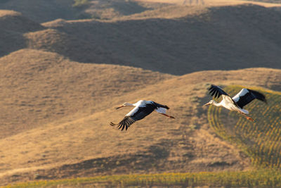 High angle view of storks flying over land