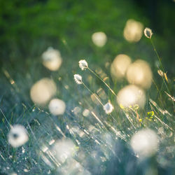 Close-up of wet flower on field