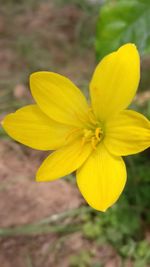 Close-up of yellow flower blooming outdoors