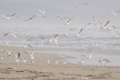 Flock of birds flying over beach