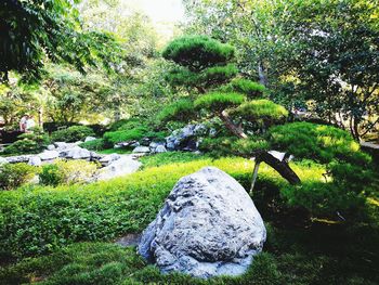 Scenic view of tree by rocks