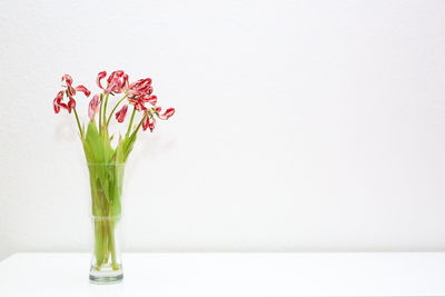 Close-up of vase against white background