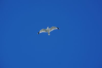 Low angle view of seagull flying in clear blue sky