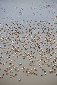 Aerial view of flamingoes