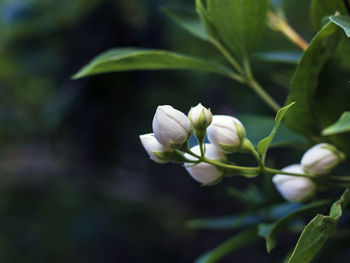 Close-up of white flowering plant