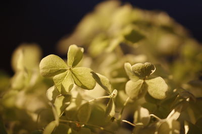 Close-up of flowers