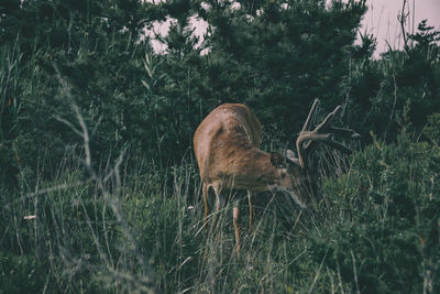 Deer standing amidst grassy field