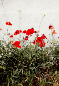 Close-up of red poppy flowers