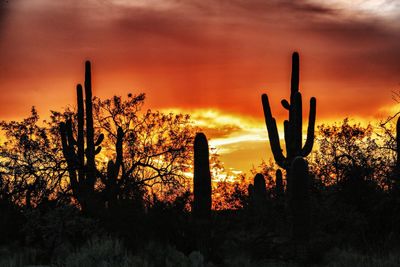 Silhouette cactus plants on field against sky during sunset