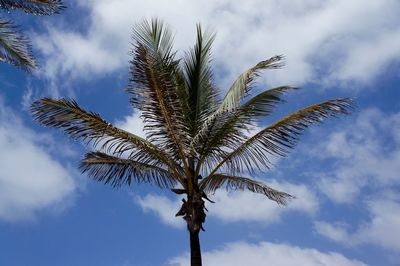 Low angle view of tree against sky