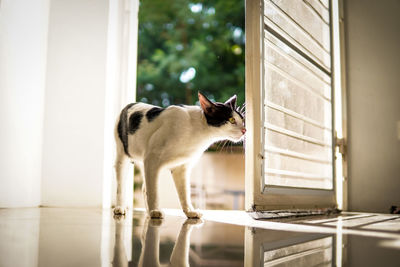 White cat in the morning sun