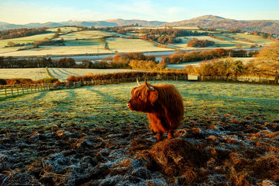  highland cow standing in a field