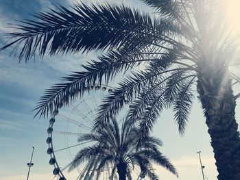 Low angle view of palm trees against sky