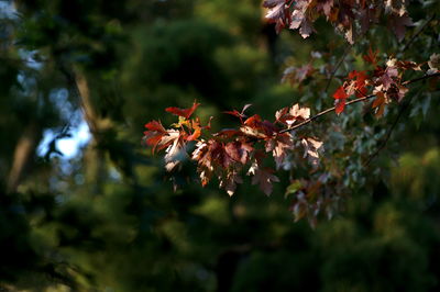 Close-up of red flowering plant