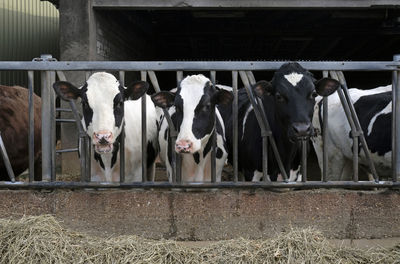 A group of cows looking at the camera during feeding time