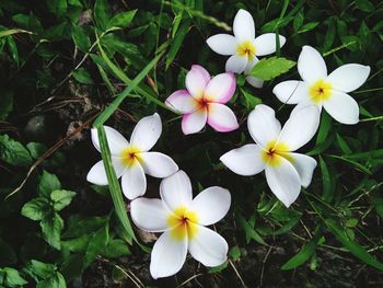 High angle view of white flowers blooming in park