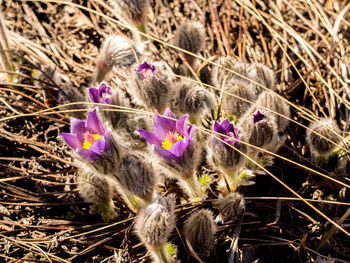 Purple crocus flowers on field