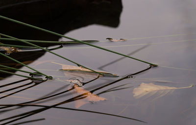 Plants in pond