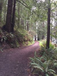 Trees in forest