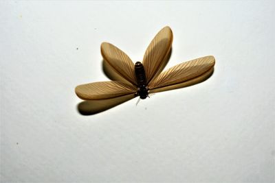 Close-up of butterfly on white flower