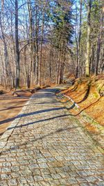 Walkway amidst trees in forest during autumn