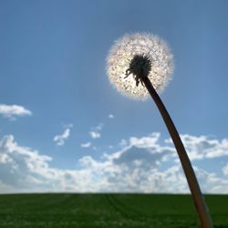 Low angle view of dandelion on field against sky