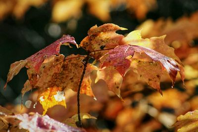 Close-up of dry maple leaves