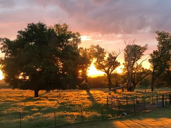 Trees on field against sky at sunset