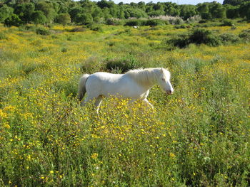 Horse grazing on grassy field