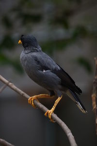 Close-up of bird perching on branch