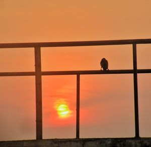 Silhouette bird against orange sky