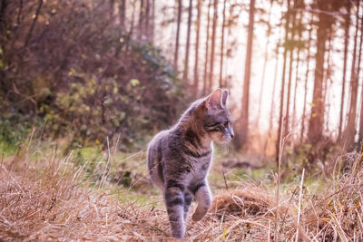 A gray cat is standing in the forest with a sunset in the background