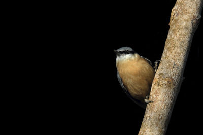 Close-up of bird perching on branch against black background