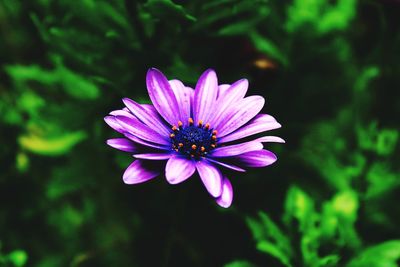 Close-up of purple flower blooming outdoors