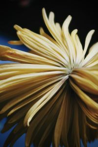 Close-up of yellow flower against black background