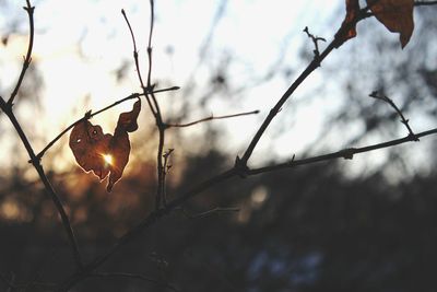 Close-up of plant against blurred background