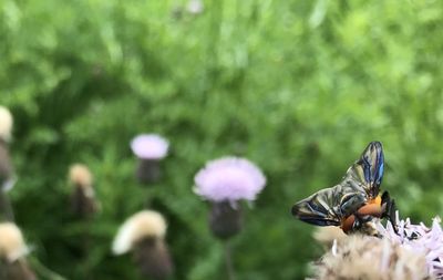 Close-up of butterfly pollinating on purple flower