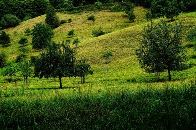 Scenic view of field