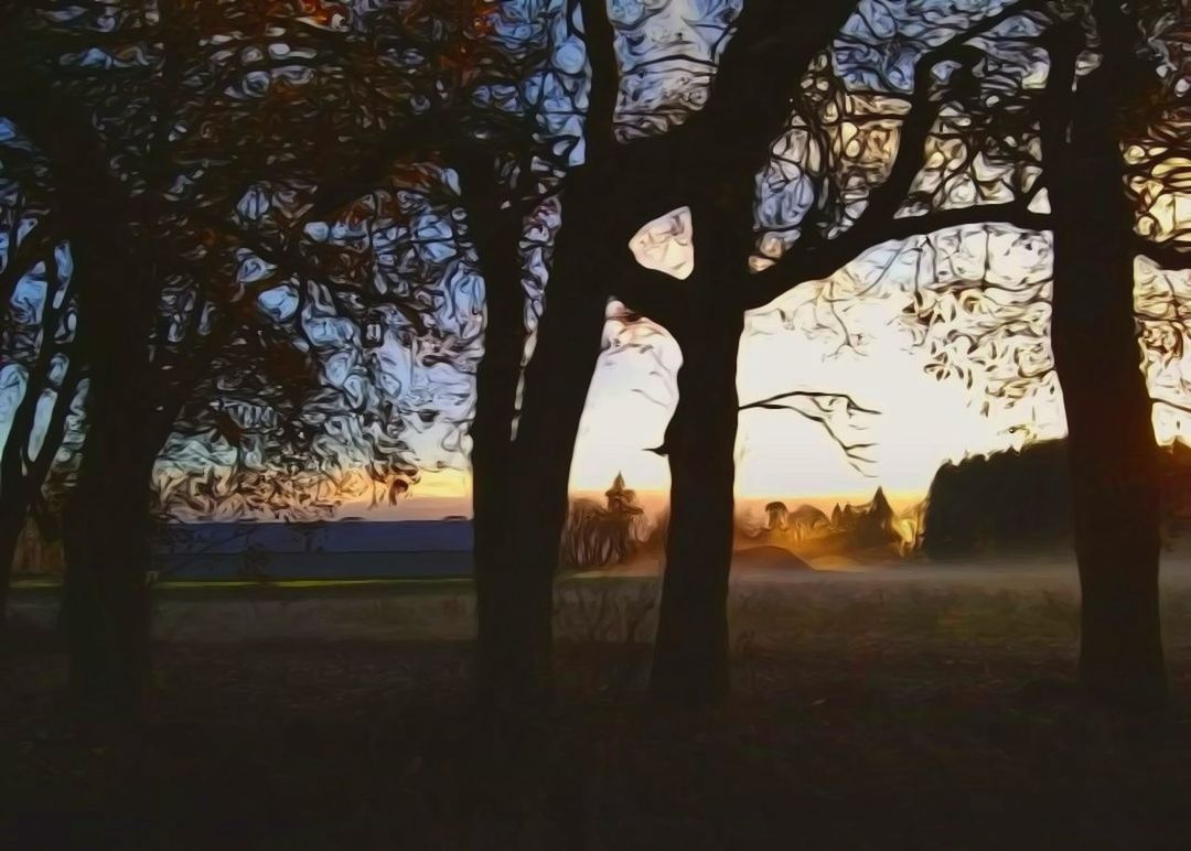 tree, plant, sky, trunk, tree trunk, tranquility, beauty in nature, nature, no people, land, tranquil scene, growth, field, scenics - nature, sunset, environment, landscape, outdoors, silhouette, non-urban scene