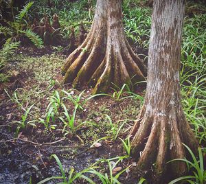 Plants growing on tree